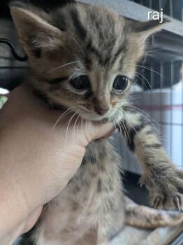 Domestic Short Hair and Tabby Cats Available for Adoption in Ruskin, Florida - Raj | PetCurious