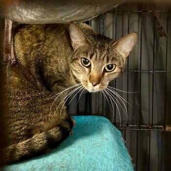 Domestic Short Hair Cats Available for Adoption in North Myrtle Beach, South Carolina - Julie_2 | PetCurious