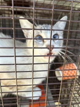 Domestic Short Hair Cats Available for Adoption in Houston, Texas - A655352 | PetCurious