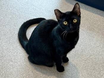 Domestic Short Hair Cats Available for Adoption - Memphis | PetCurious