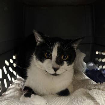 Domestic Short Hair Cats Available for Adoption in Pasadena, California - July | PetCurious