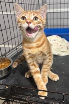 Domestic Short Hair Cats Available for Adoption in Corpus Christi, Texas - Guinness | PetCurious
