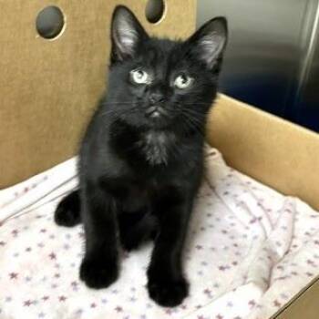 Moth -  Domestic Short Hair Cat for Adoption - Moth | PetCurious
