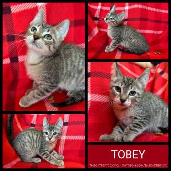 Tobey -  Domestic Short Hair Cat for Adoption in Corpus Christi, Texas - Tobey | PetCurious