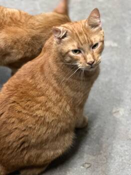 Rescue Domestic Short Hair Cats for Adoption in Middleburg, Florida - Maserati | PetCurious