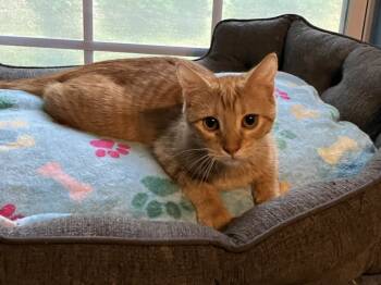 Rescue Domestic Short Hair Cats for Adoption in Powder Springs, Georgia - Lasagna | PetCurious