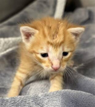 CHARMANDER -  Domestic Short Hair Cat for Adoption in Rosenberg, Texas - CHARMANDER | PetCurious