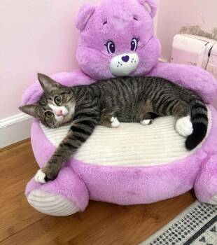 Georgie Porgie -  Domestic Short Hair Cat for Adoption in Elmsford, New York - Georgie Porgie | PetCurious