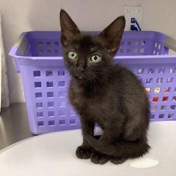 Crumbs -  Domestic Short Hair Cat for Adoption in Tampa, Florida - Crumbs | PetCurious