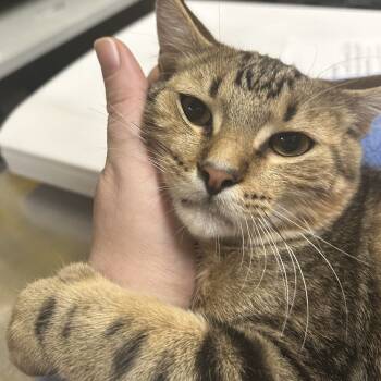 Rescue Domestic Short Hair Cats for Adoption in Santa Fe, New Mexico - Simba | PetCurious