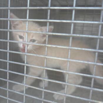 Steven -  Domestic Short Hair Cat for Adoption in Edinburg, Texas - Steven | PetCurious