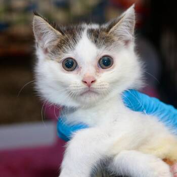 Clue -  Domestic Medium Hair Cat for Adoption in Allentown, Pennsylvania - Clue | PetCurious