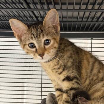 Jaimie -  Domestic Short Hair Cat Available for Adoption in Hampton Bays, New York - Jaimie | PetCurious