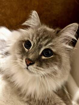 Ragdoll Cats Available for Adoption in West Palm Beach, Florida - Cosmo | PetCurious