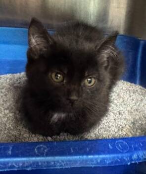 Domestic Short Hair Cats Available for Adoption in Marion, Ohio - Wilma | PetCurious