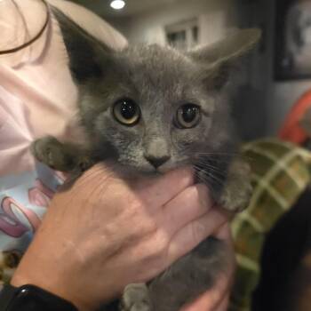 Grey Stray -  Domestic Short Hair Cat for Adoption in Maple Falls, Washington - Grey Stray | PetCurious