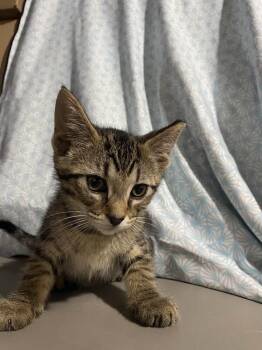 Domestic Short Hair Cats Available for Adoption in Cleveland, Ohio - Shamrock | PetCurious