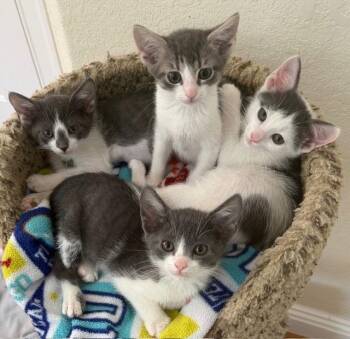 Domestic Short Hair Cats Available for Adoption - River | PetCurious