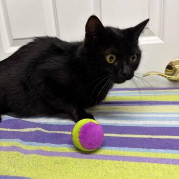 Obsidian -  Domestic Short Hair Cat for Adoption in Granville, Ohio - Obsidian | PetCurious