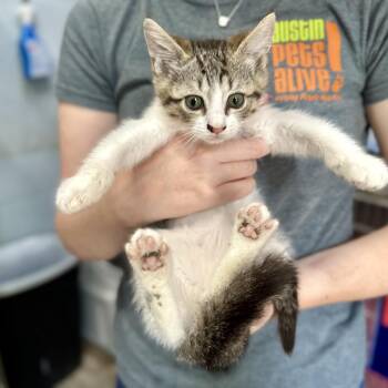 Domestic Short Hair Cats Available for Adoption in Austin, Texas - Geonnifer | PetCurious