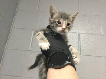Domestic Short Hair Cats Available for Adoption in Thousand Palms, California - GILLIAN | PetCurious