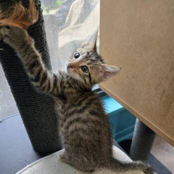 Comet -  Domestic Short Hair Cat for Adoption in San Antonio, Texas - Comet | PetCurious