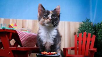 Snickers -  Dilute Calico Cat for Adoption in Lucas, Texas - Snickers | PetCurious
