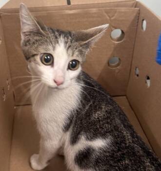 Jazz Hands -  Domestic Short Hair Cat for Adoption - Jazz Hands | PetCurious