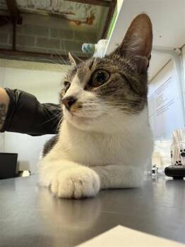 Chai -  Domestic Short Hair Cat for Adoption in Largo, Florida - Chai | PetCurious
