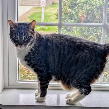 Tabby Cats Available for Adoption in Medfield, Massachusetts - Richard | PetCurious