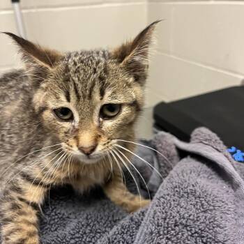 Tyrone -  Domestic Short Hair Cat for Adoption in Bristol, Indiana - Tyrone | PetCurious