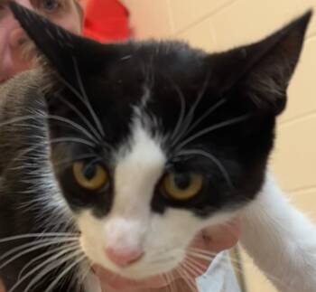 ROSE -  Domestic Short Hair Cat for Adoption in Elizabethton, Tennessee - ROSE | PetCurious