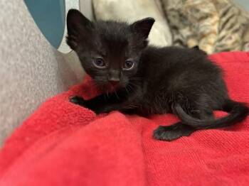 GIBBY -  Domestic Short Hair Cat for Adoption in Dallas, Texas - GIBBY | PetCurious