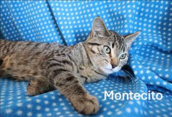 Rescue Tabby Cats for Adoption in Humboldt, Saskatchewan - Montecito | PetCurious