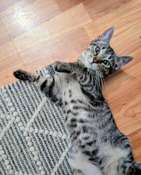 Noah -  Domestic Short Hair Cat for Adoption in Meriden, Connecticut - Noah | PetCurious