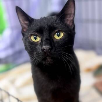 Rescue Domestic Short Hair Cats for Adoption in Durham, North Carolina - Coal | PetCurious