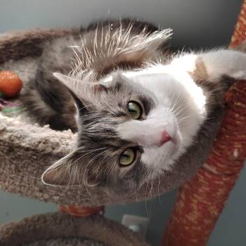 Domestic Medium Hair Cats Available for Adoption - FRA-Stray-9772 | PetCurious