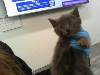 MAKO -  Domestic Short Hair Cat for Adoption in Charlotte, North Carolina - MAKO | PetCurious