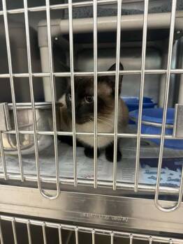 Siamese Cats Available for Adoption in Belleville, Illinois - CAM | PetCurious
