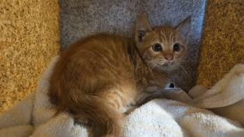 Domestic Short Hair Cats Available for Adoption in Rancho Cucamonga, California - A779126 | PetCurious