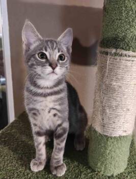 Kitten Una -  Domestic Short Hair Cat for Adoption in Seal Beach, California - Kitten Una | PetCurious