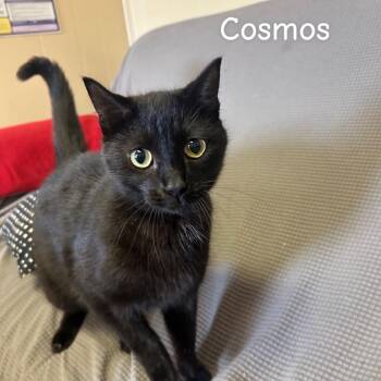 Domestic Short Hair Cats Available for Adoption in Buffalo, Minnesota - Cosmos *Meet Me At Eagan Petsmart* | PetCurious