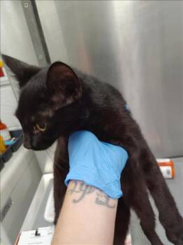 Rescue Domestic Short Hair Cats for Adoption in Hagerstown, Maryland - TUESDAY | PetCurious