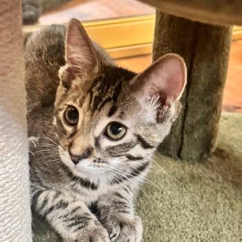 Ember - City of Industry Location -  Domestic Short Hair Cat for Adoption in Chino Hills, California - Ember - City Of Industry Location | PetCurious