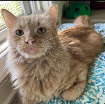 Rescue Domestic Short Hair Cats for Adoption in Moline, Illinois - Poe | PetCurious