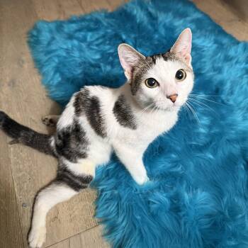 Rescue Domestic Short Hair Cats for Adoption in Miami, Florida - Swimmy | PetCurious