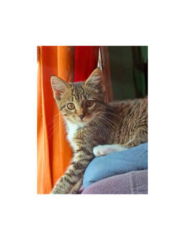 Rescue Tabby and Domestic Short Hair Cats for Adoption in Skyline, Minnesota - Stitch | PetCurious