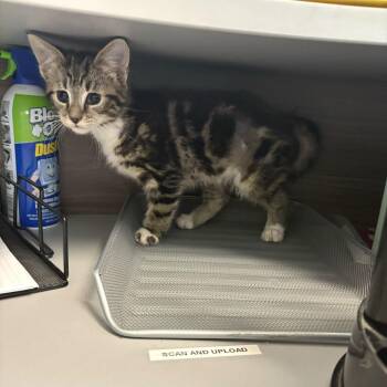 Domestic Short Hair Cats Available for Adoption in Enfield, New Hampshire - Melody | PetCurious