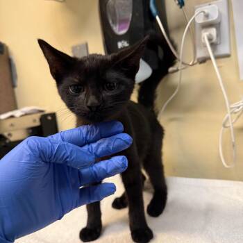 Patrick -  Domestic Short Hair Cat for Adoption in Pasadena, California - Patrick | PetCurious