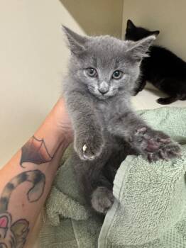 Saturn -  Domestic Short Hair Cat for Adoption in Bloomington, Indiana - Saturn | PetCurious